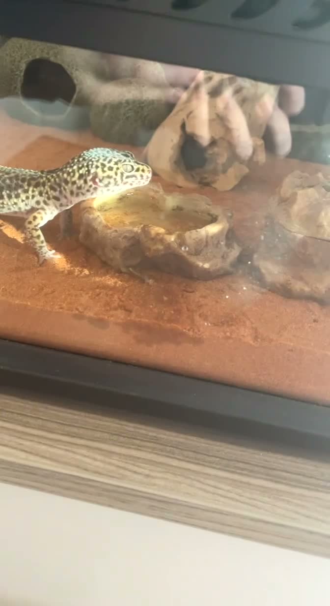 Leopard Gecko reptiles for sale: Mack Snow Leopard Gecko - Video 1