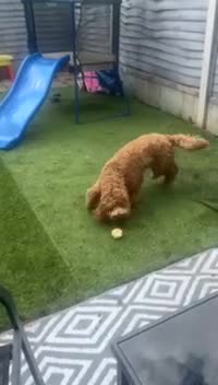 Cockapoo dogs for sale: Cockapoo boy 7 months  in Newcastle upon Tyne - Video 1