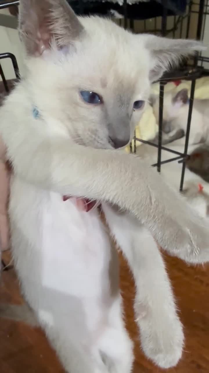Siamese cats for sale: Siamese kittens  - Video 1
