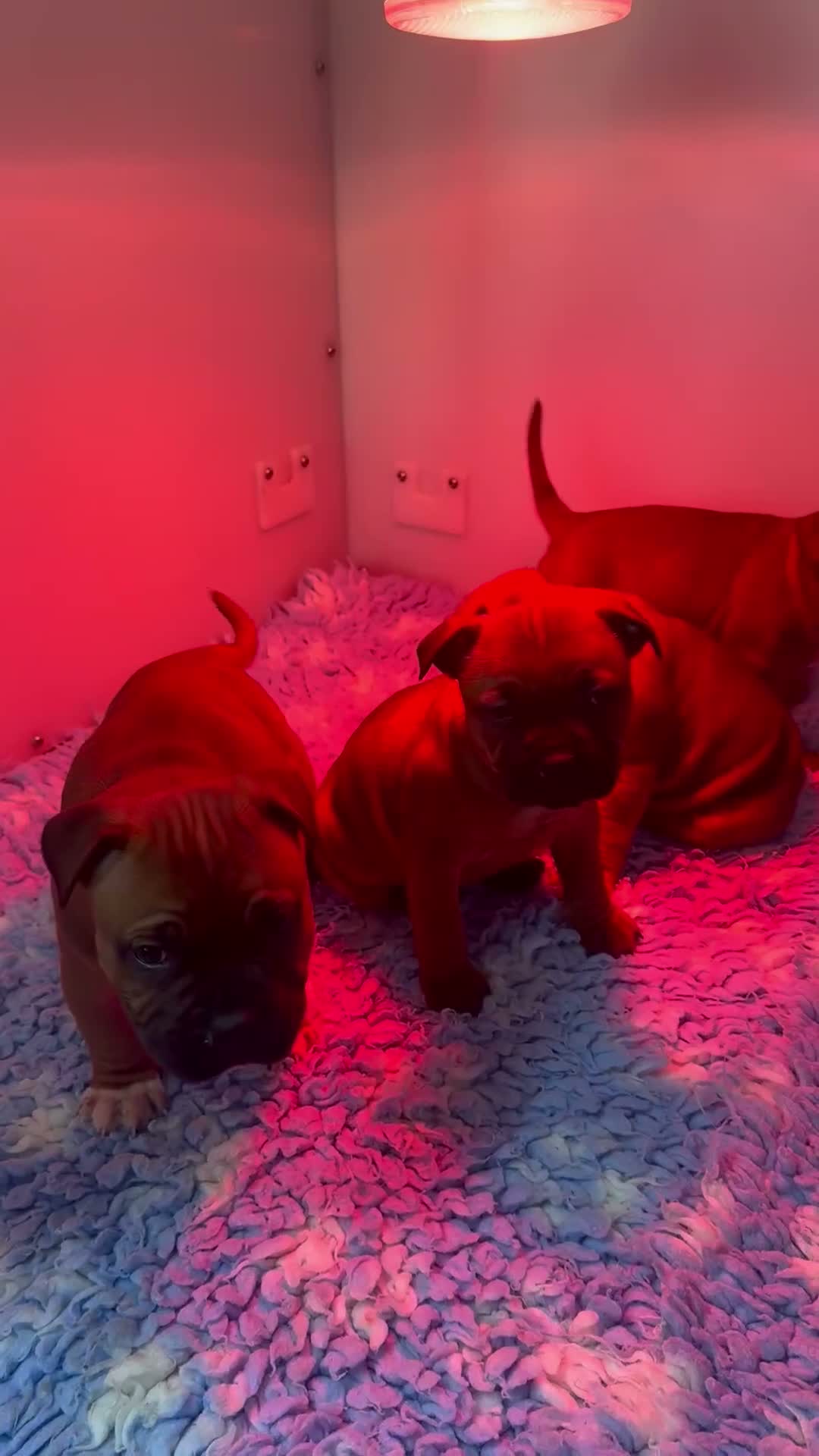 Staffordshire Bull Terrier dogs for sale: Red Staffordshire Bull Terriers - Video 2