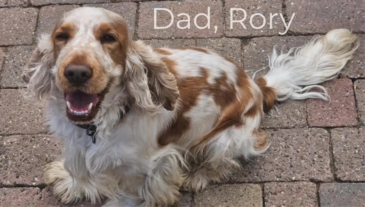 Cocker Spaniel dogs for sale: Stunning Show Cockers-Health Checked,KC Registered - Video 1
