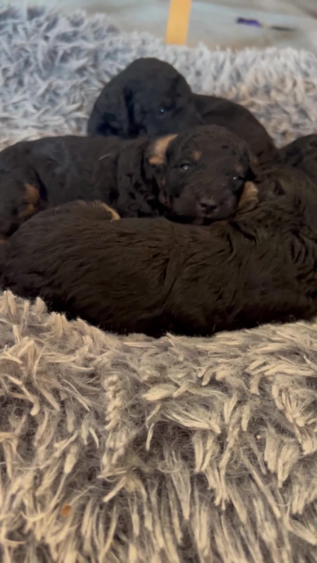 Toy Poodle dogs for sale: Beautiful litter of phantom poodles  - Video 2