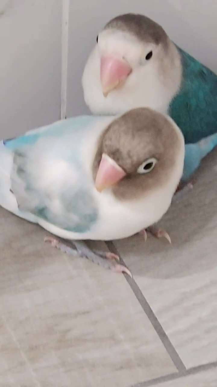 Lovebirds birds for sale: Lovebirds  - Video 1