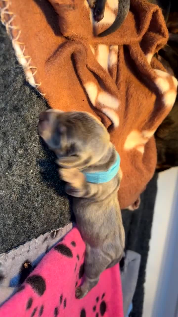 Miniature Dachshund dogs for sale: Blue & Tan Miniature Dachshund  - Video 1