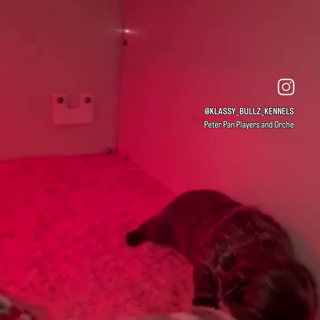 French Bulldog dogs for sale: ✨ Enchanted Frenchie Puppies Ready Now! ✨ - Video 1