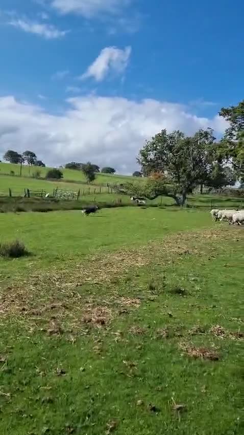 Border Collie dogs for stud: *proven* health tested working merle border collie in Leeds - Video 1