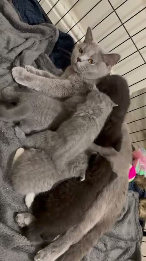 Mixed Breed cats for sale: Beautiful British Shorthair × Tuxedo Kittens in Peterborough - Video 2