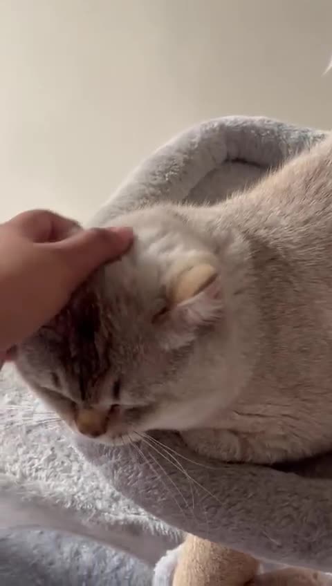 British Shorthair cats for sale: British shorthair white lilac shaded  - Video 2