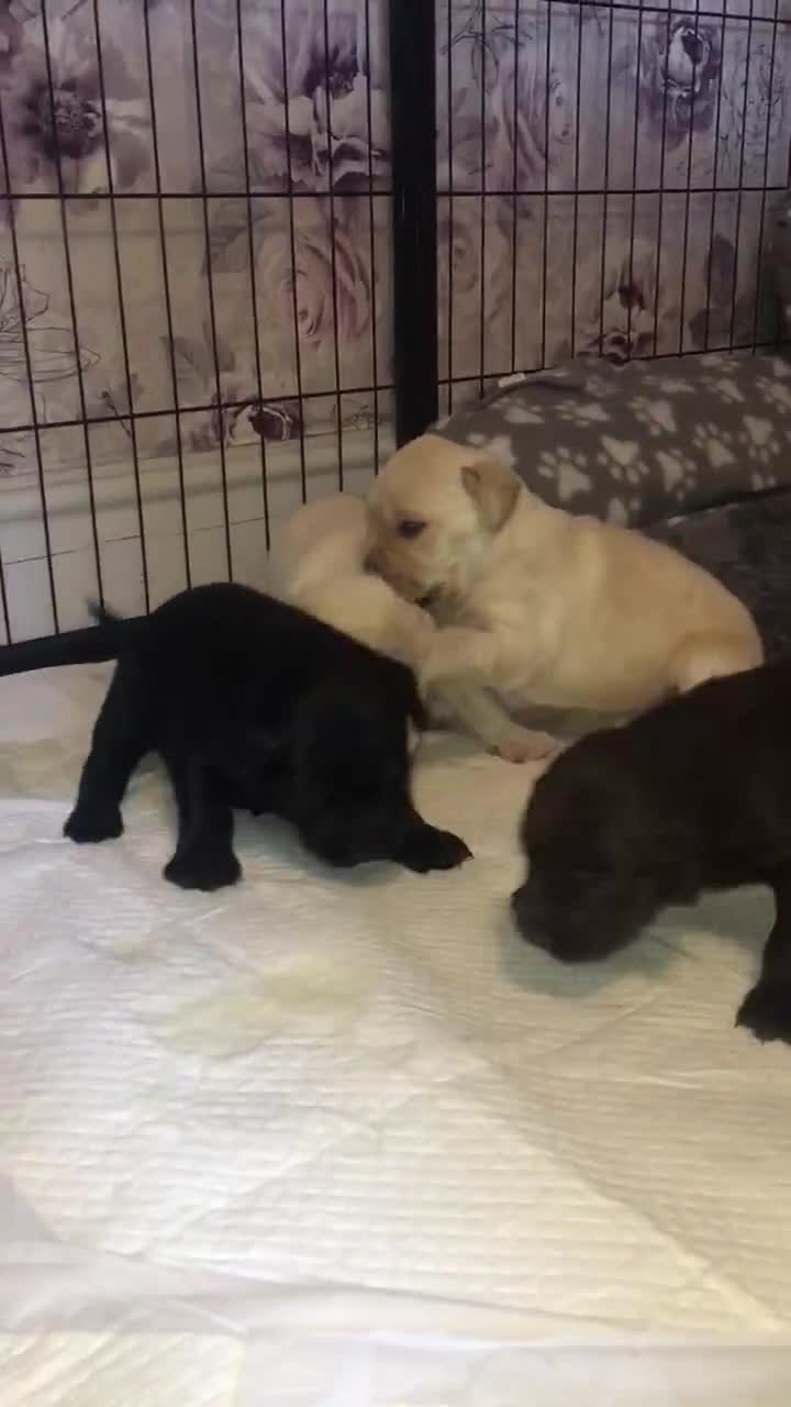 Labrador Retriever dogs for sale: Labrador puppies for sale Kent - Video 1