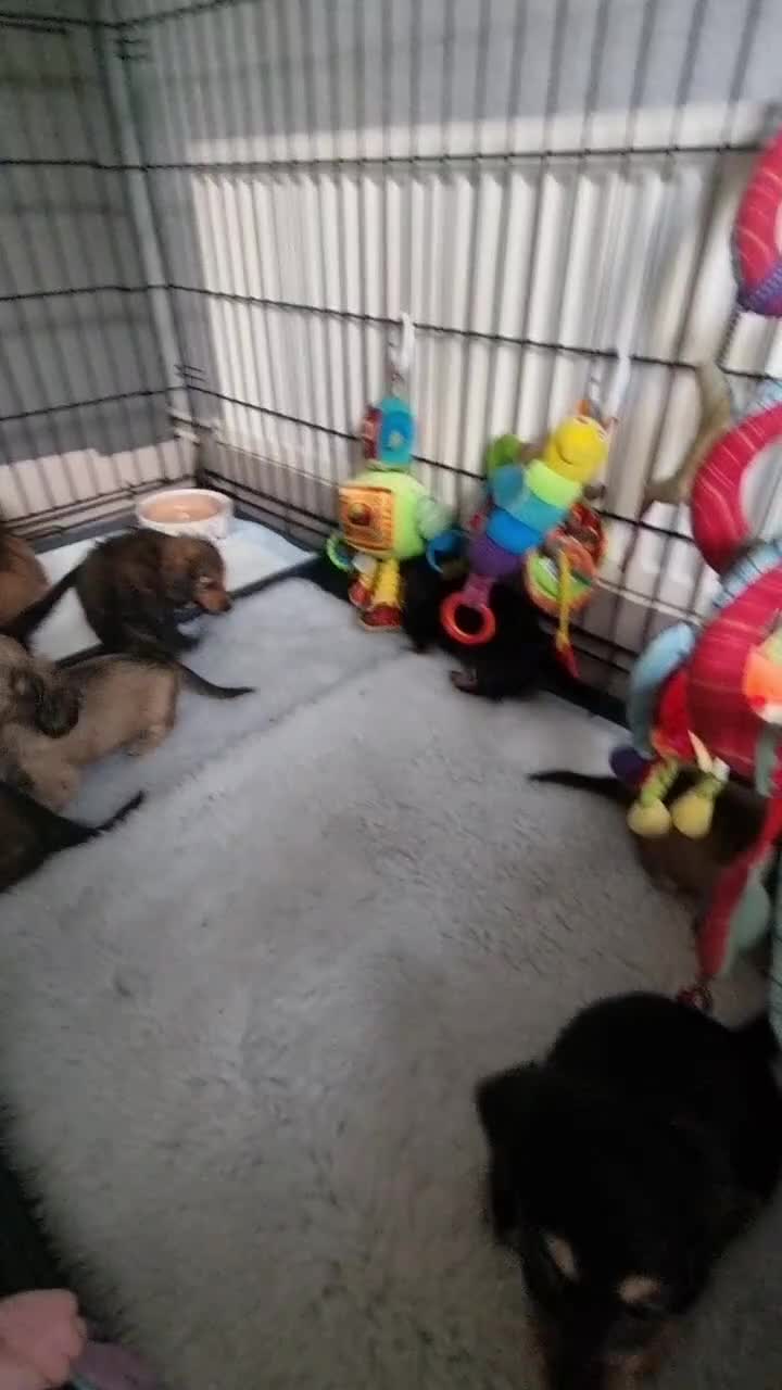 Miniature Dachshund dogs for sale: 🌟KC reg.Miniature LH Dachshund Puppies 🌟  - Video 3