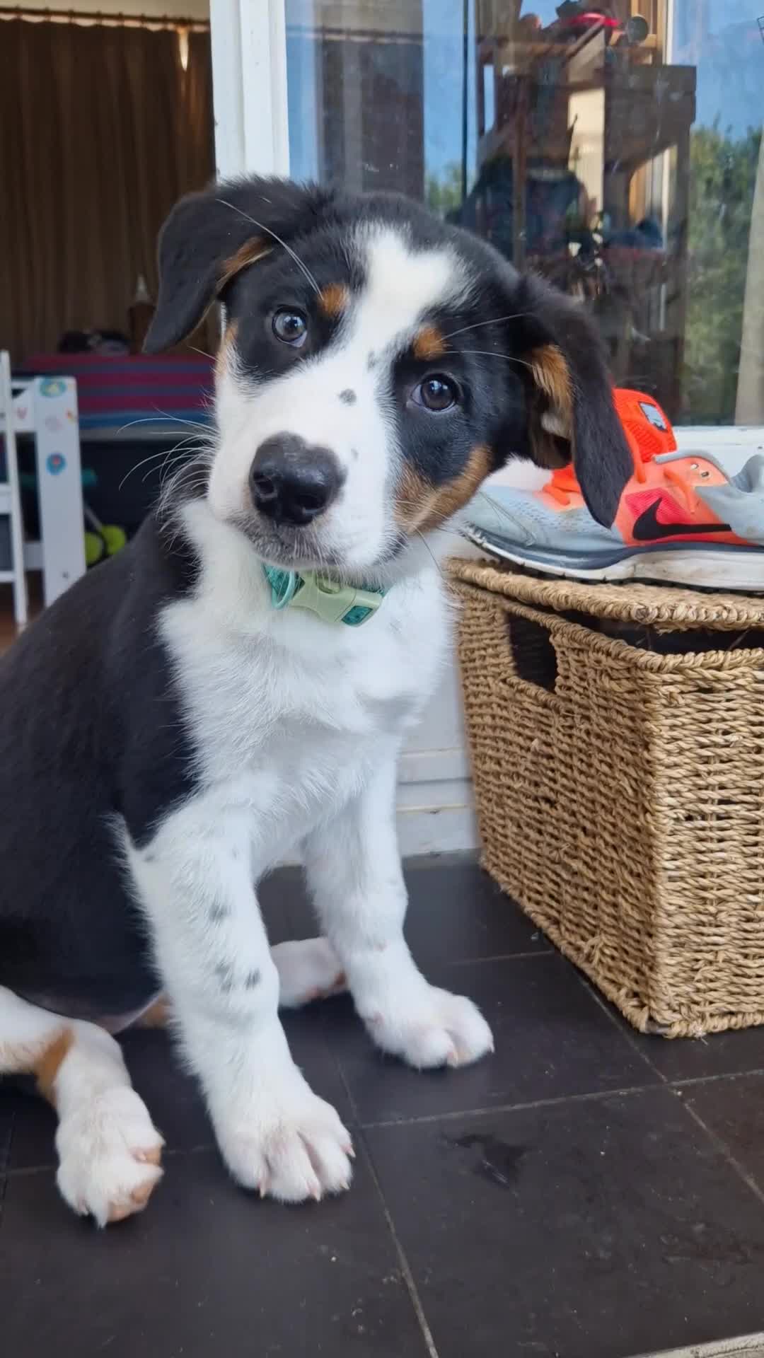 Mixed Breed dogs for sale: Beautiful & Intelligent Collie Mix Needs 4eva Home - Video 2