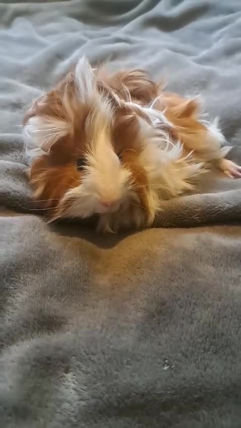 Guinea Pig rodents for sale: Elegant male guinea  - Video 2