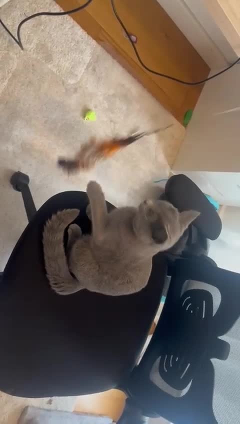 Russian Blue cats for sale: TICA Registered Russian Blue Kitten in London - Video 1