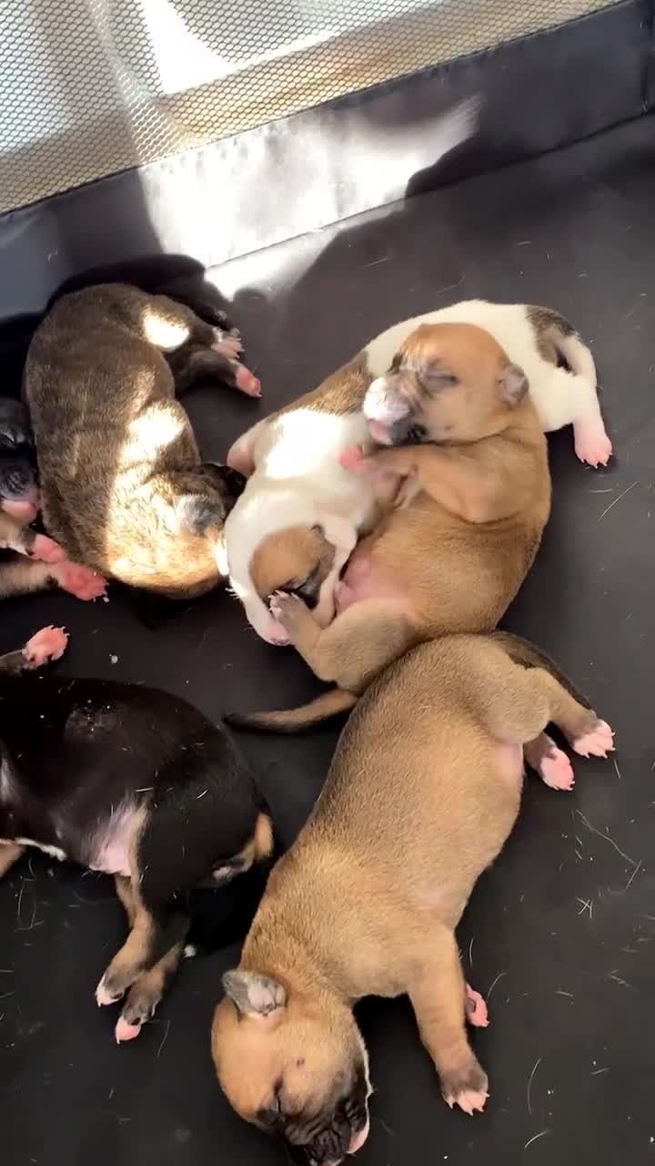 Mixed Breed dogs for sale: Bullherder puppies  - Video 2