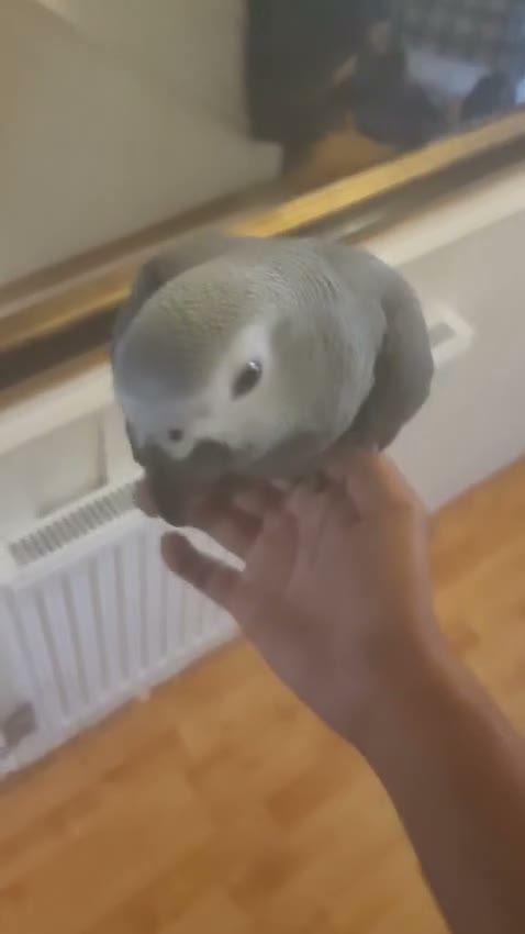 Parrots birds for sale: Male Congo African Grey + Cage - Video 1