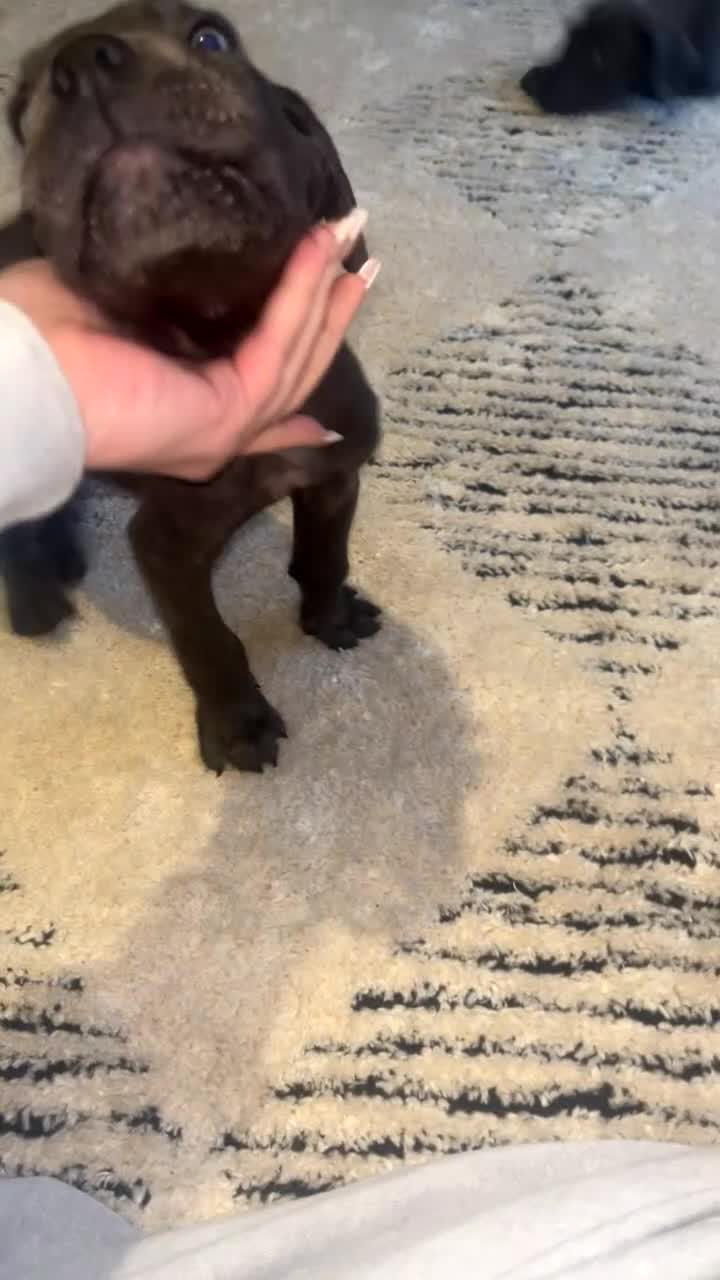 Cane Corso dogs for sale: Cane corso pups - Video 4