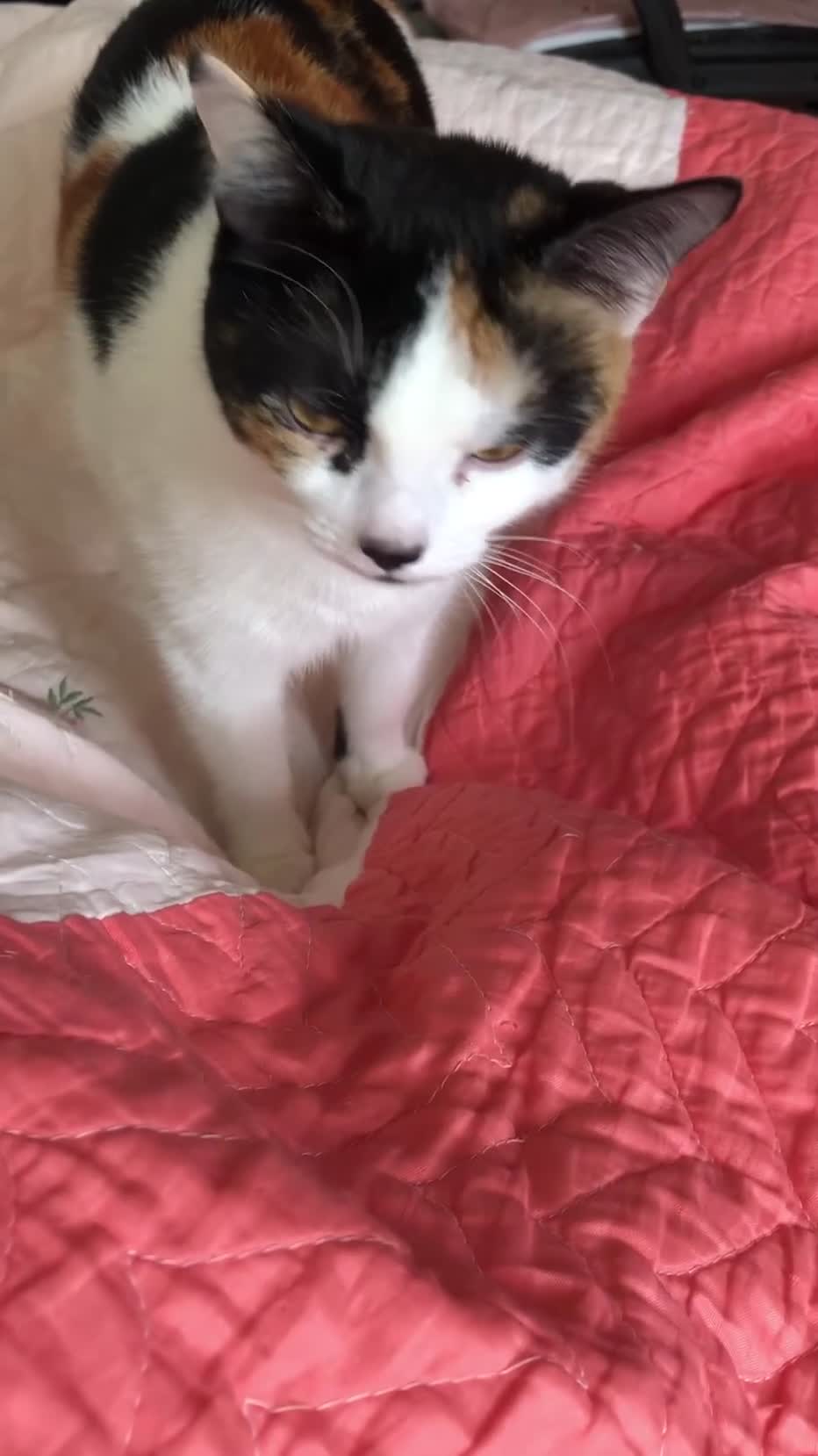 Domestic Shorthair cats for sale: Vaccinated Adorable domestic SH boy & calico girl - Video 4