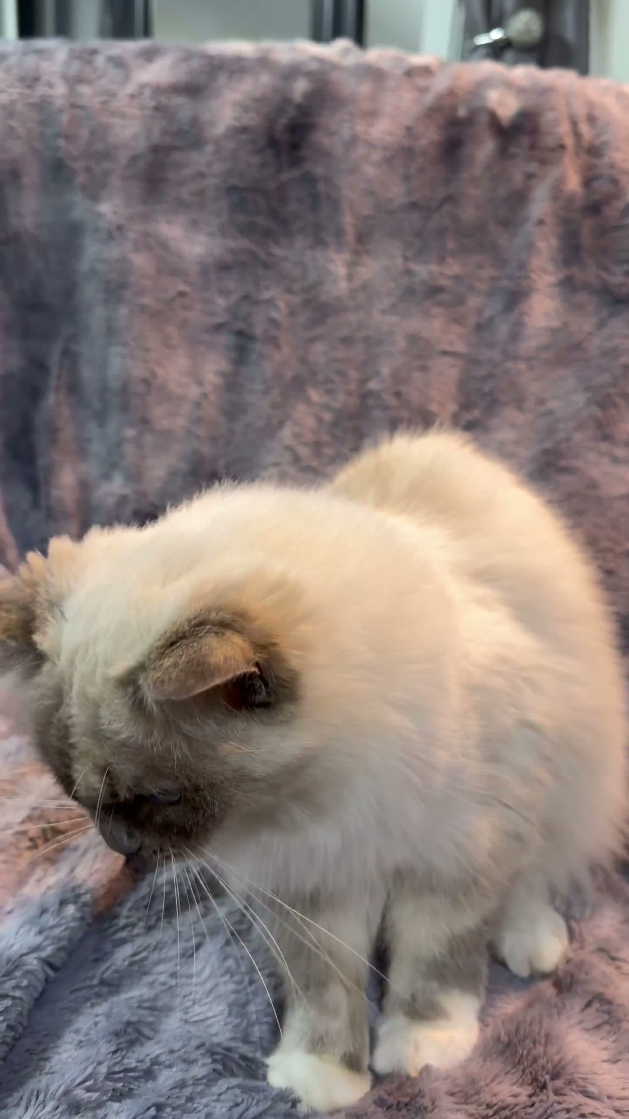 Ragdoll cats for sale: Ragdoll Show Quality Active GCCF  - Video 1