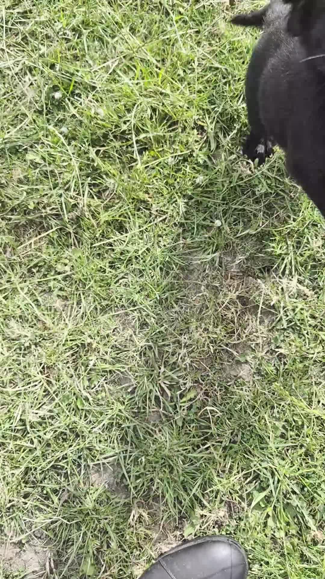 Mixed Breed dogs for sale:  Lovely  Malamute x black Labrador  puppies   - Video 2
