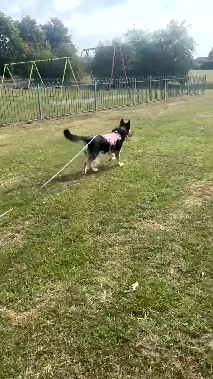 Mixed Breed dogs for sale: Beau - For Adoption - Video 1