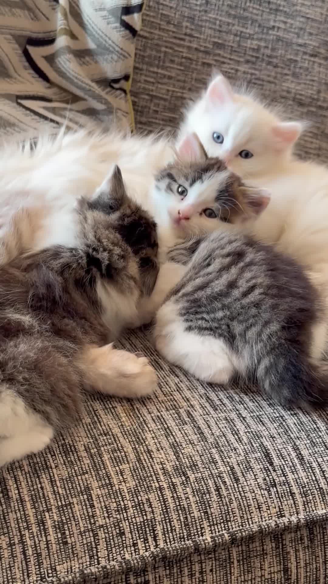 Mixed Breed cats for sale: Ragdoll x Turkish Angora last Three kittens Left - Video 1