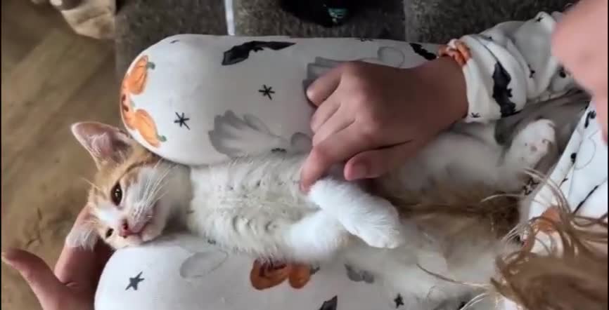 Ragcoon cats for sale: One Sweet & Crazy boy left🩵 - Video 1