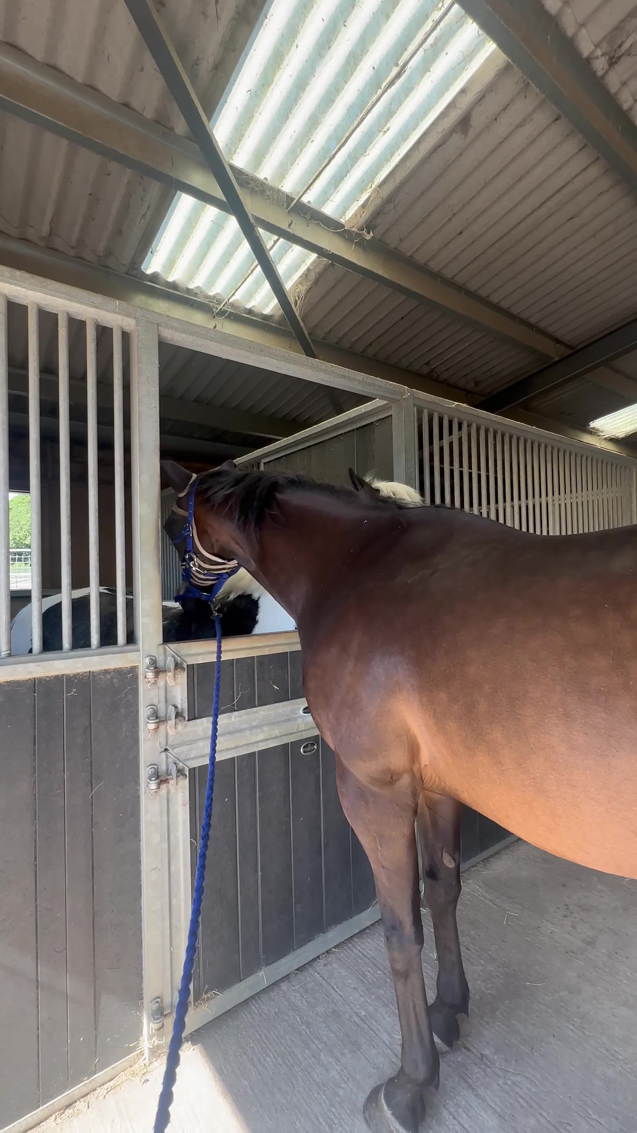 English Thoroughbred horses for sale: Project horse in Bridport - Video 2