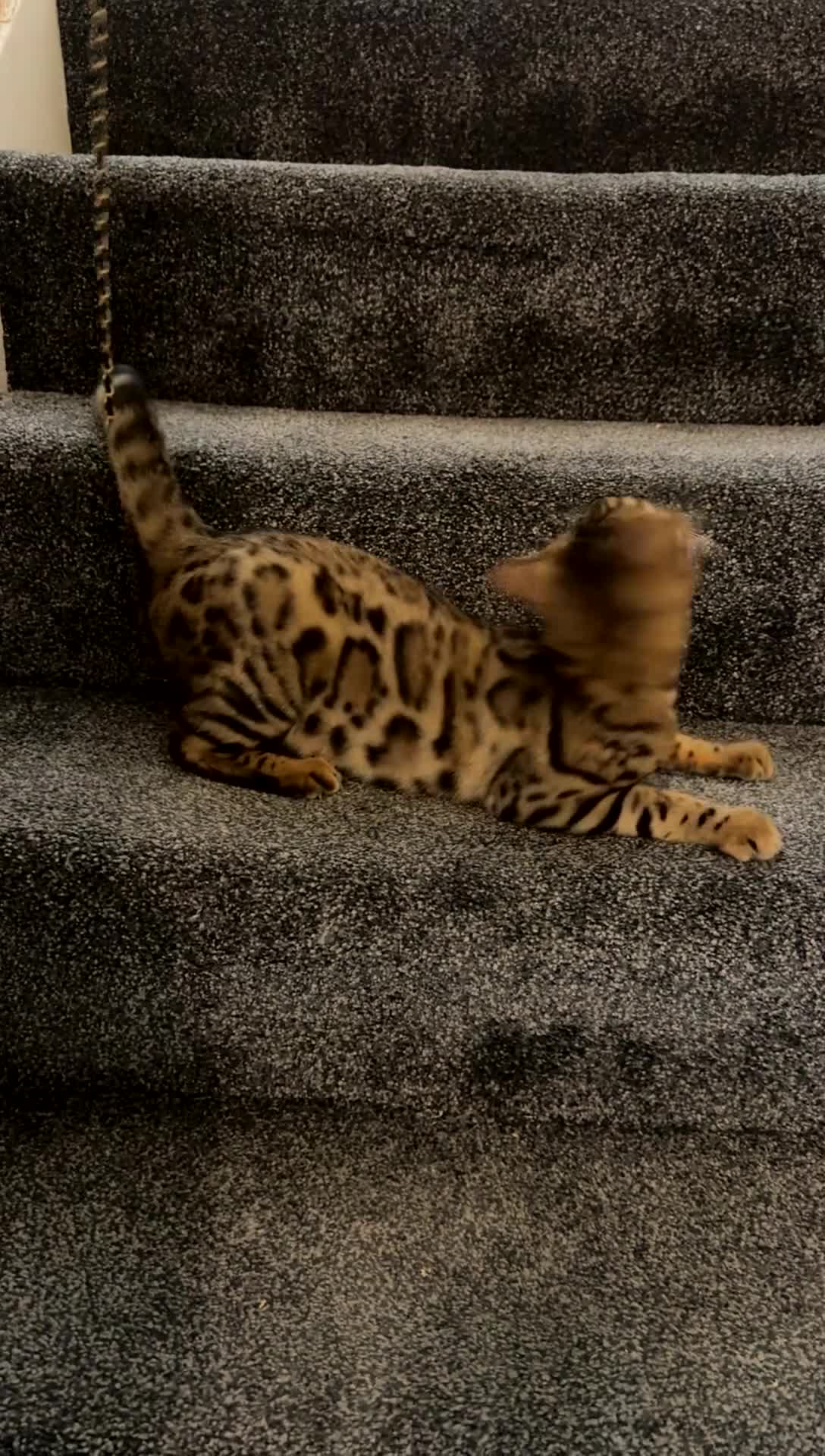 Bengal cats for sale: Meet Chai😸🤎 - Video 1