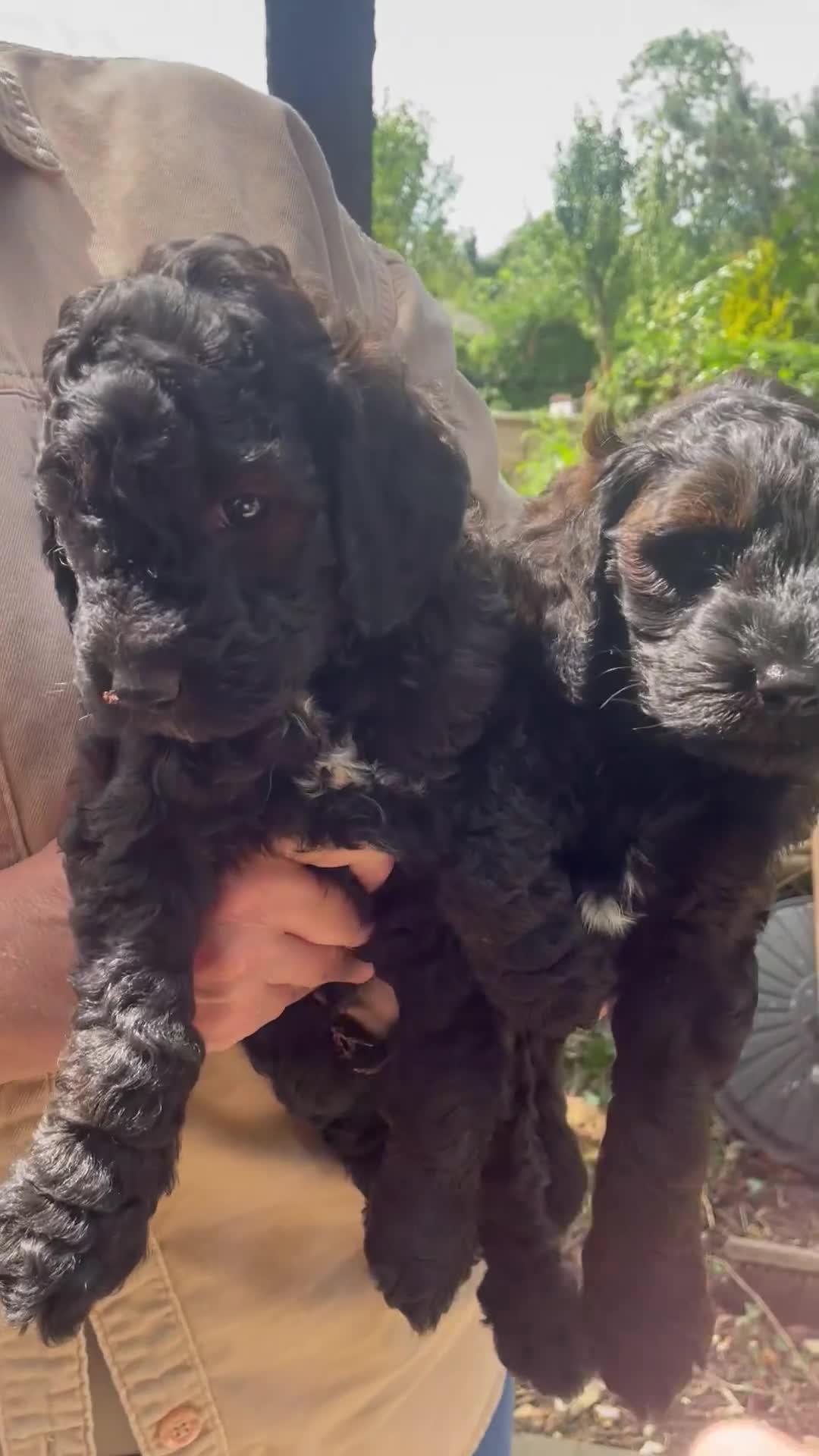 Cockapoo dogs for sale: Cockapoo puppies - Video 2