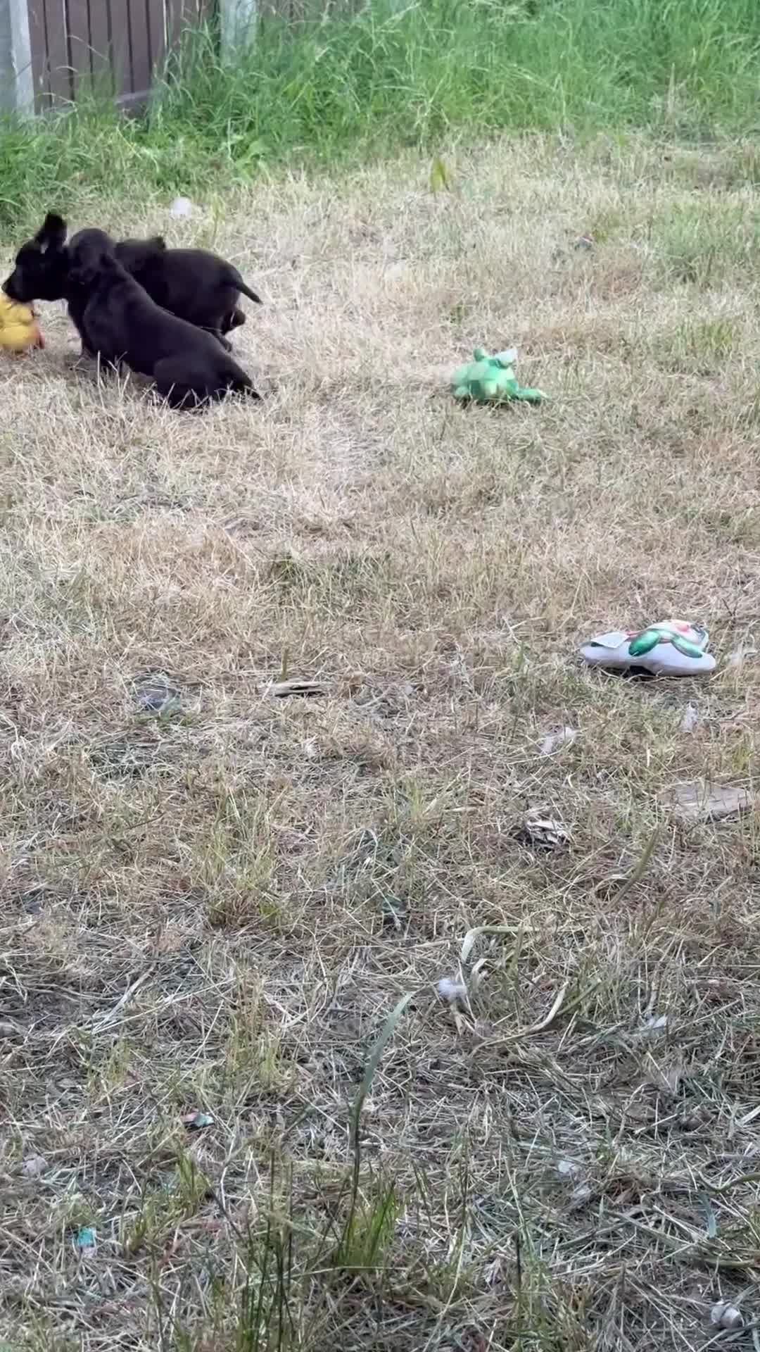 Cocker Spaniel dogs for sale: This weekend only all pups £600 each - Video 4