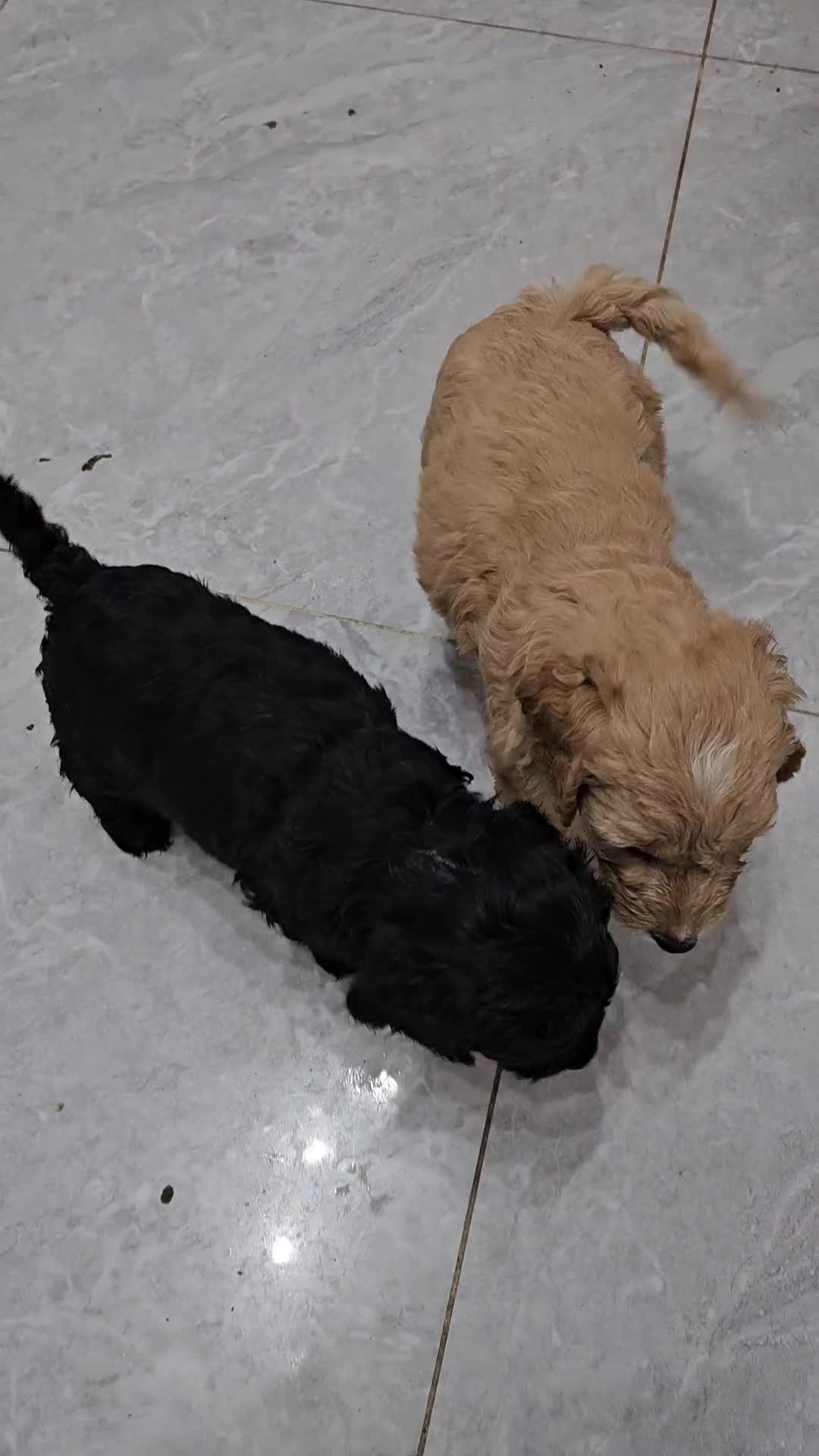 Cockapoo dogs for sale: Cockapoos for sale  - Video 2
