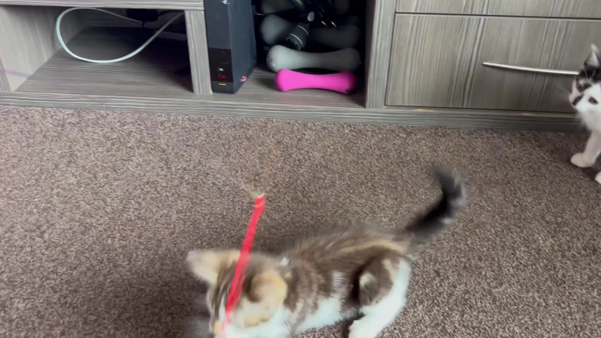 American Shorthair cats for sale: Four Kittens 💖 - Video 3