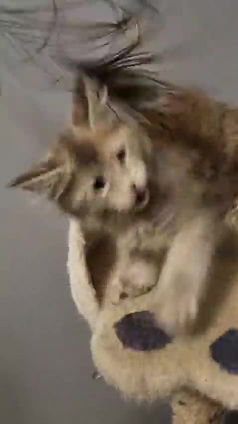 Maine Coon cats for sale: GCCF Regestered Maine Coon Kittens - Video 2