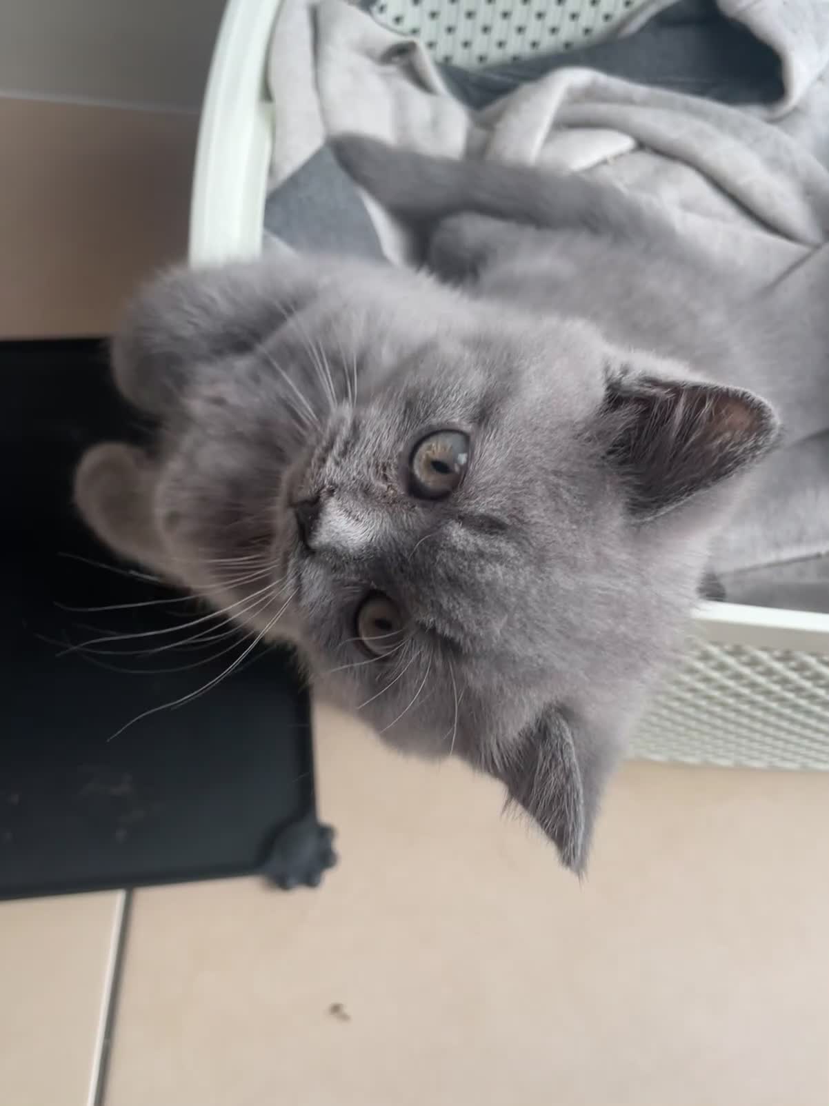 British Shorthair cats for sale: 5  BSH kittens - Video 2