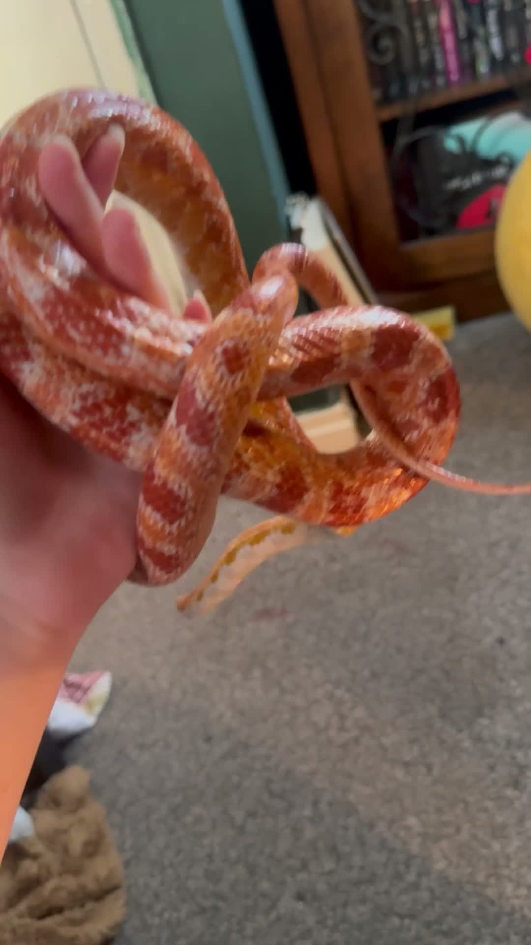 Corn Snake reptiles for sale: Corn snake with enclosure.  in South Shields - Video 2