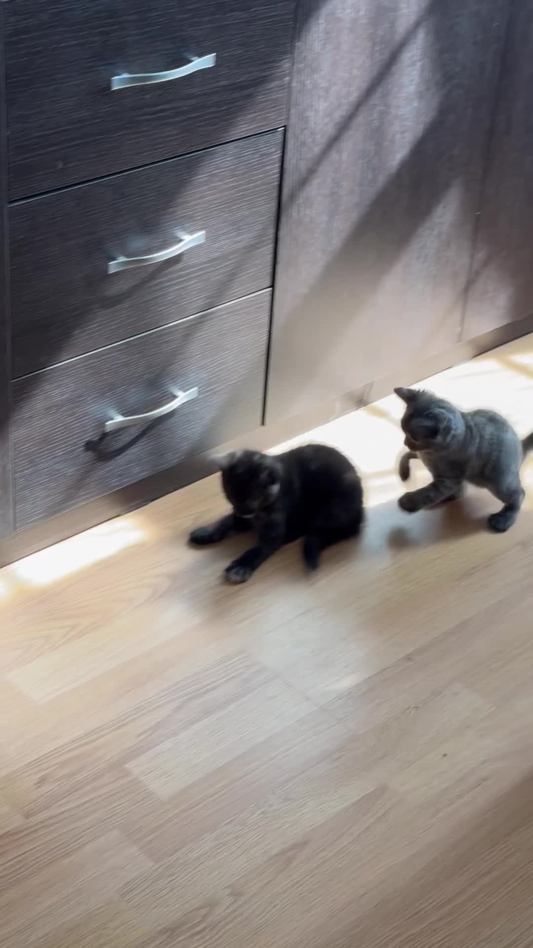 Mixed Breed cats for sale: 3 beautiful kittens for sale  - Video 4