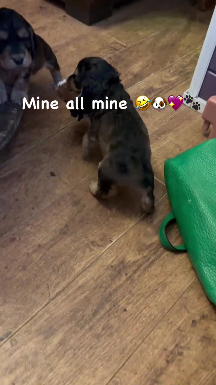 Cocker Spaniel dogs for sale: Show cockers KC DNA checked parents - Video 3