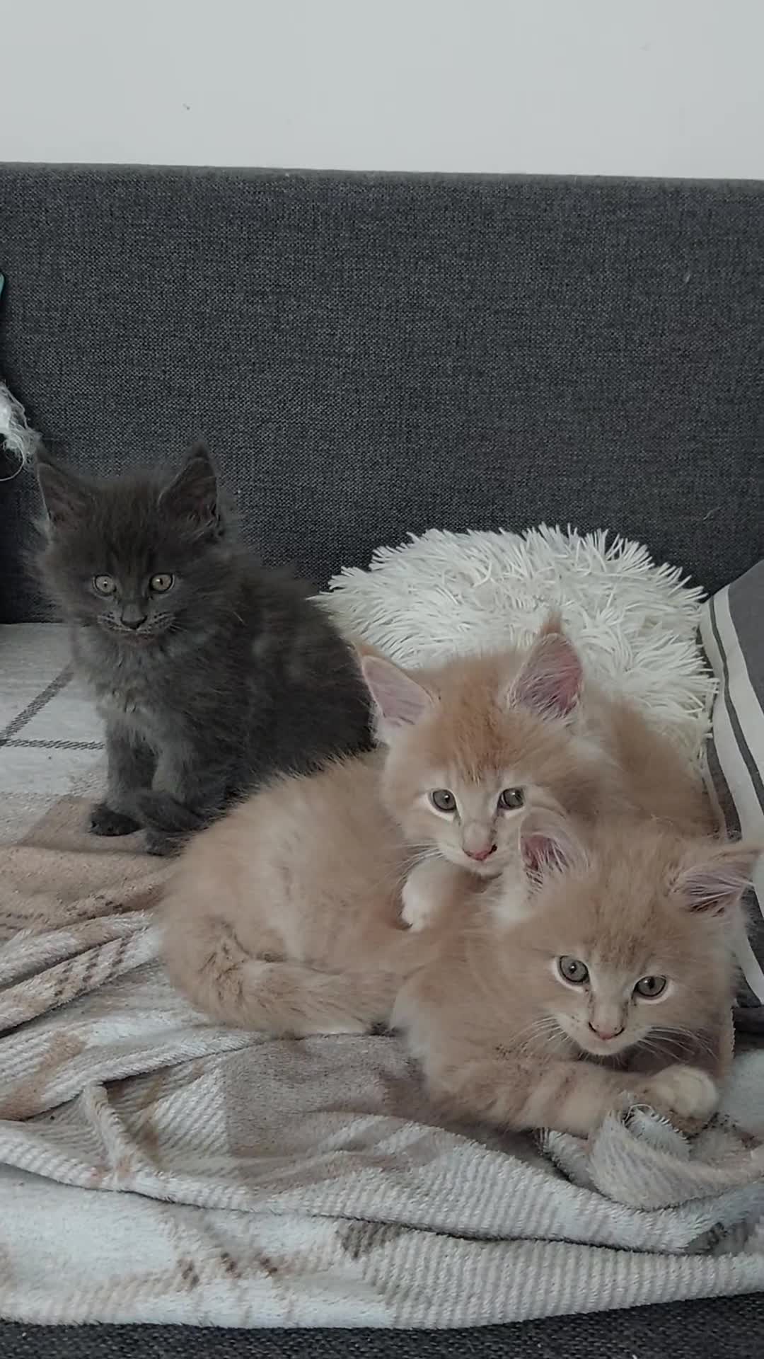 Maine Coon cats for sale: Maine coon for sale - Video 1
