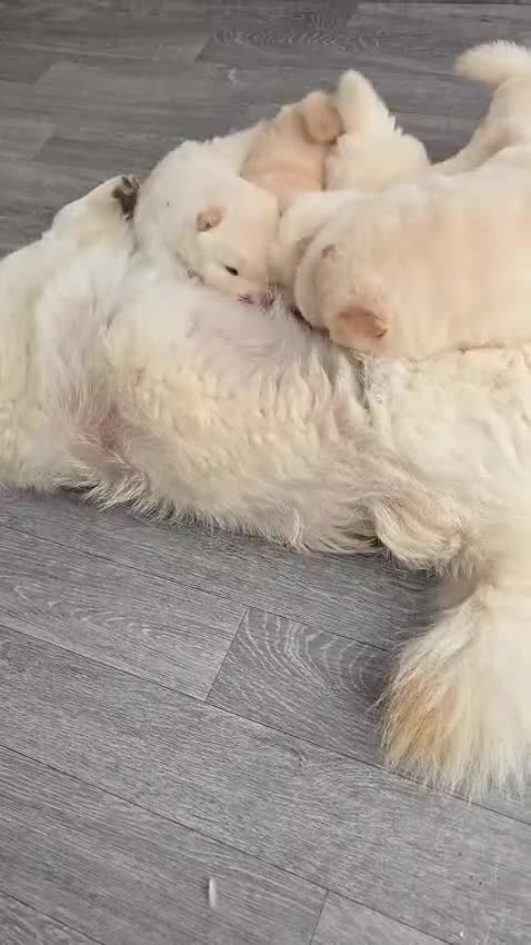 Chow Chow dogs for sale: 🐾 Chow Chow Puppies for Sale! 🐾 - Video 3