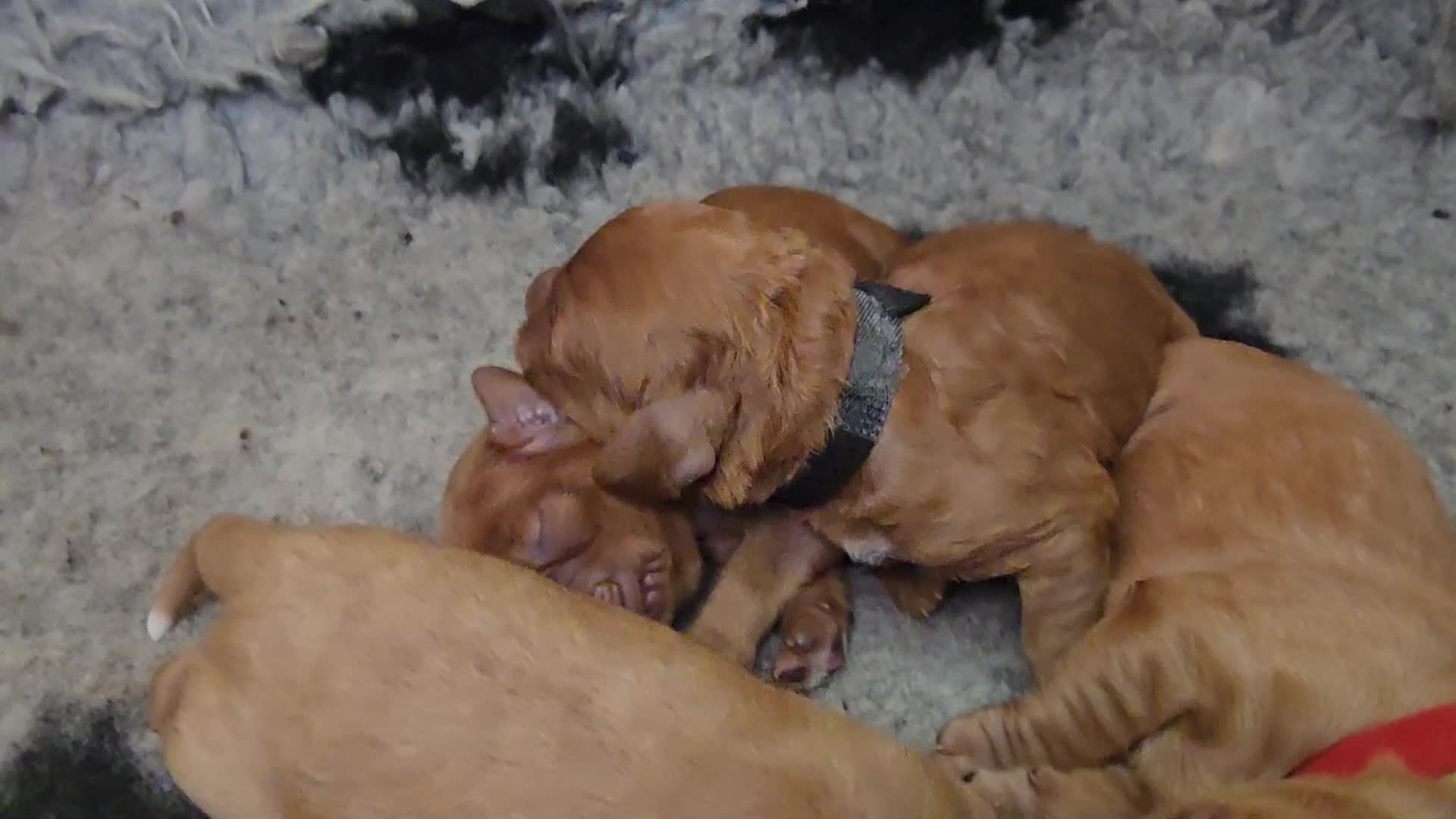 Cockapoo dogs for sale: Cockapoo Puppies ❤️  - Video 4