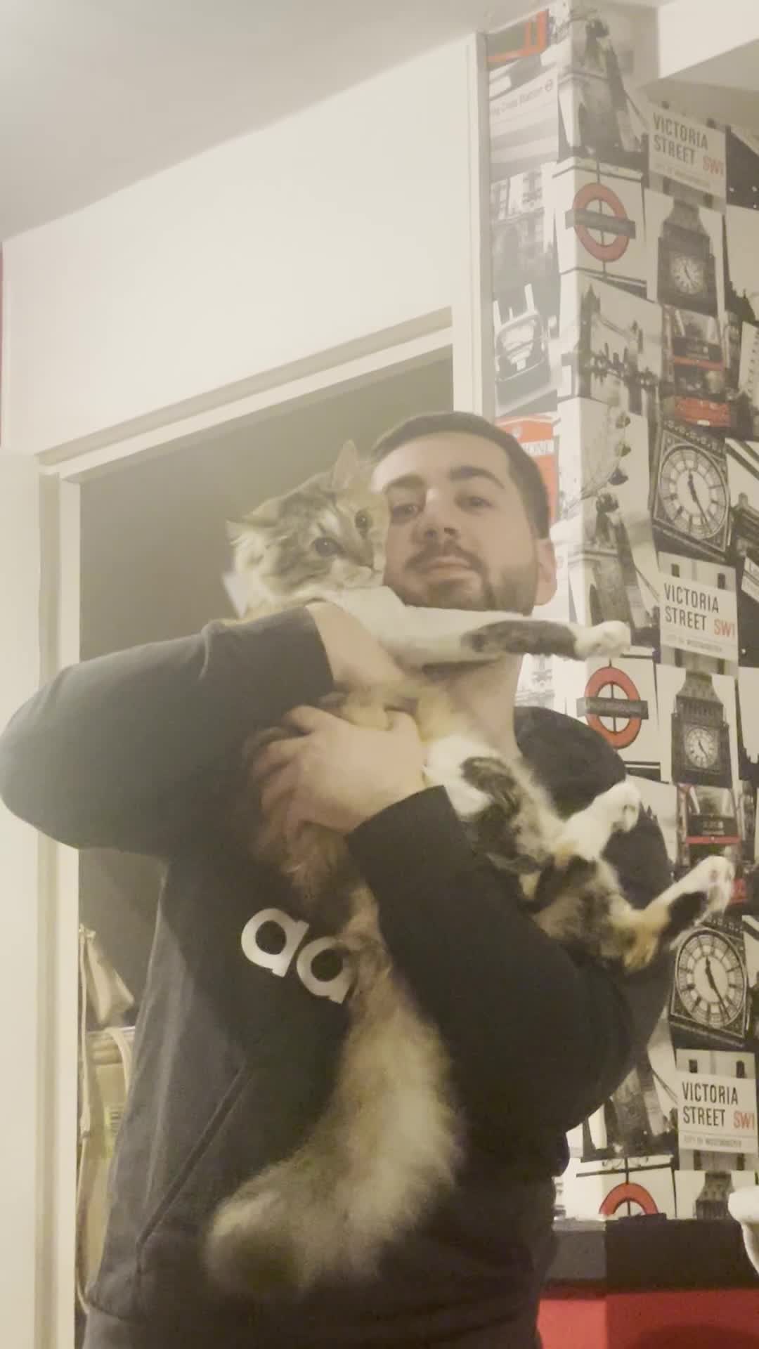 Mixed Breed cats for sale: Boy cat up for adoption - Video 2