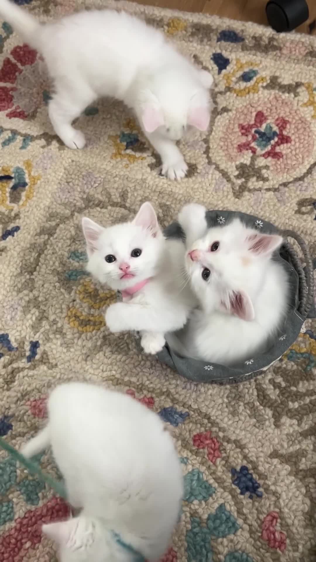 Turkish Angora cats for sale: Turkish Angora Longhair kittens - Video 1