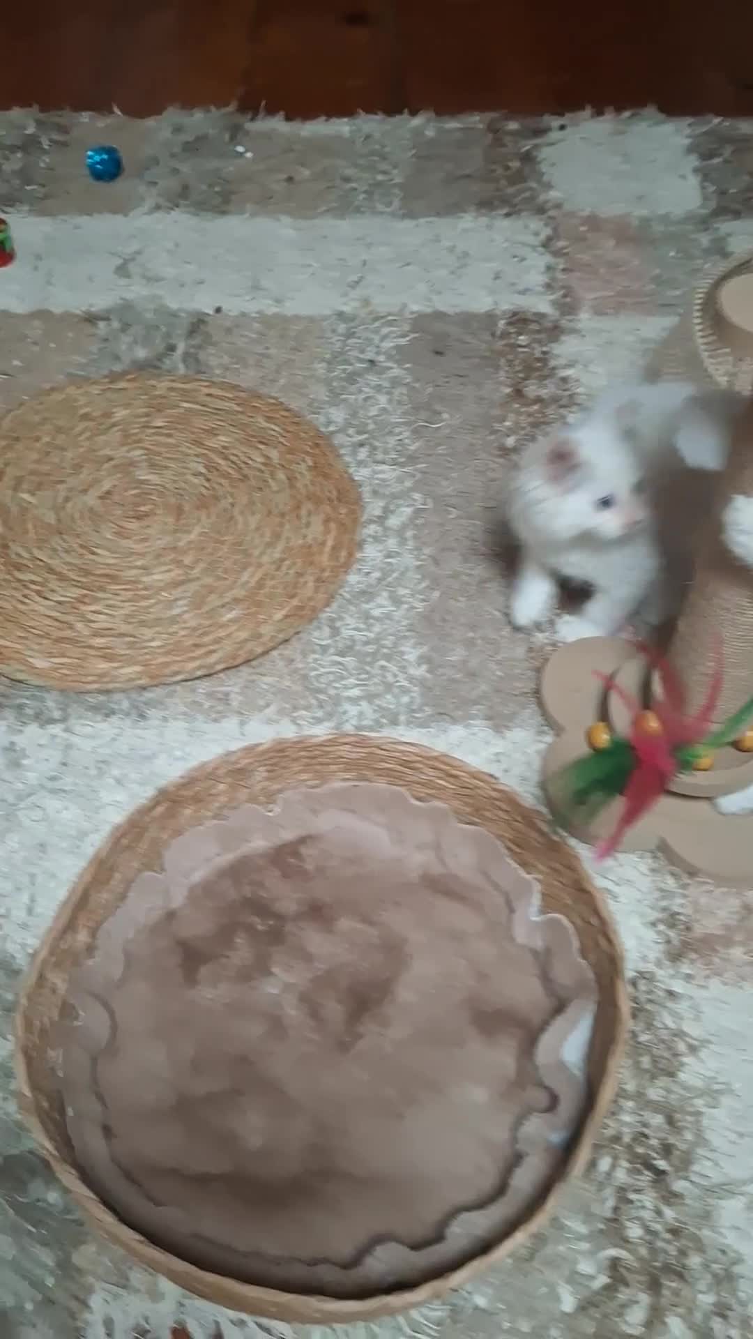 Ragdoll cats for sale: Beautiful TICA Registered Ragdoll Kittens  - Video 1