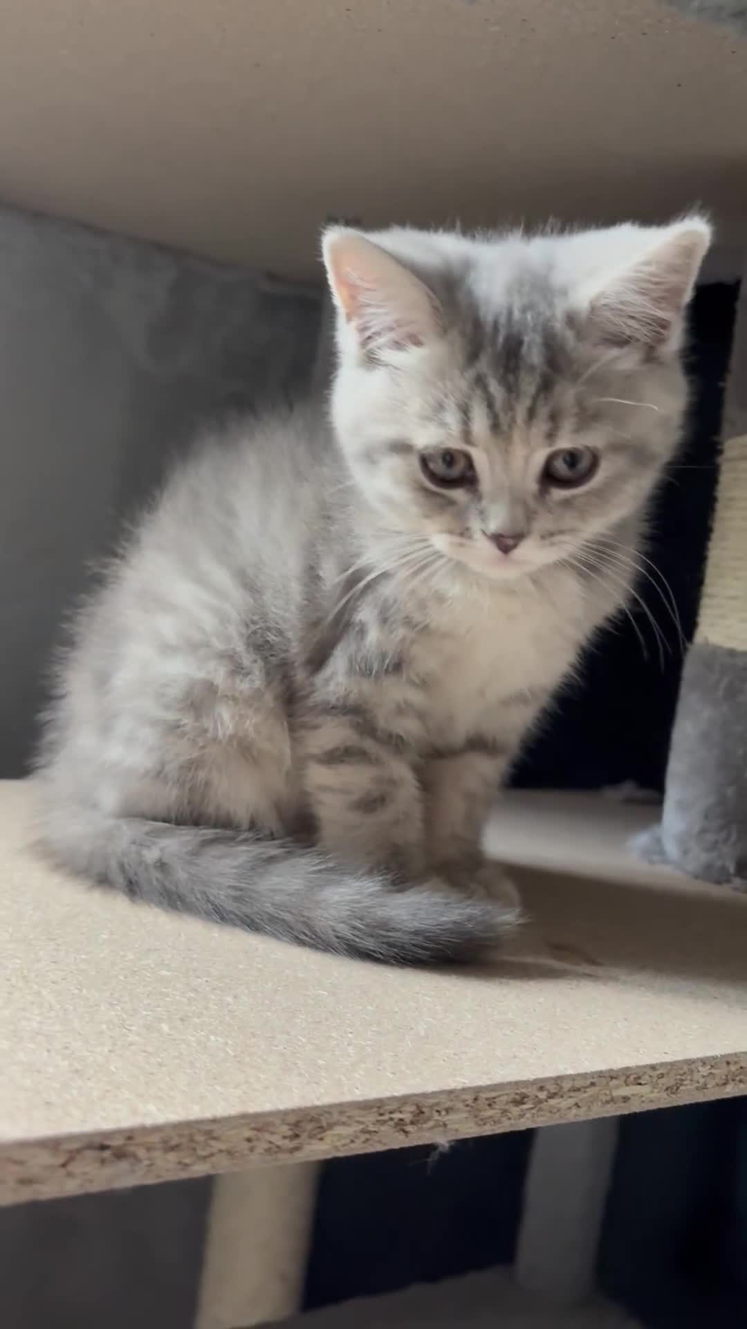 Scottish Fold cats for sale: Scottish fold kittens ready to find new homes - Video 2