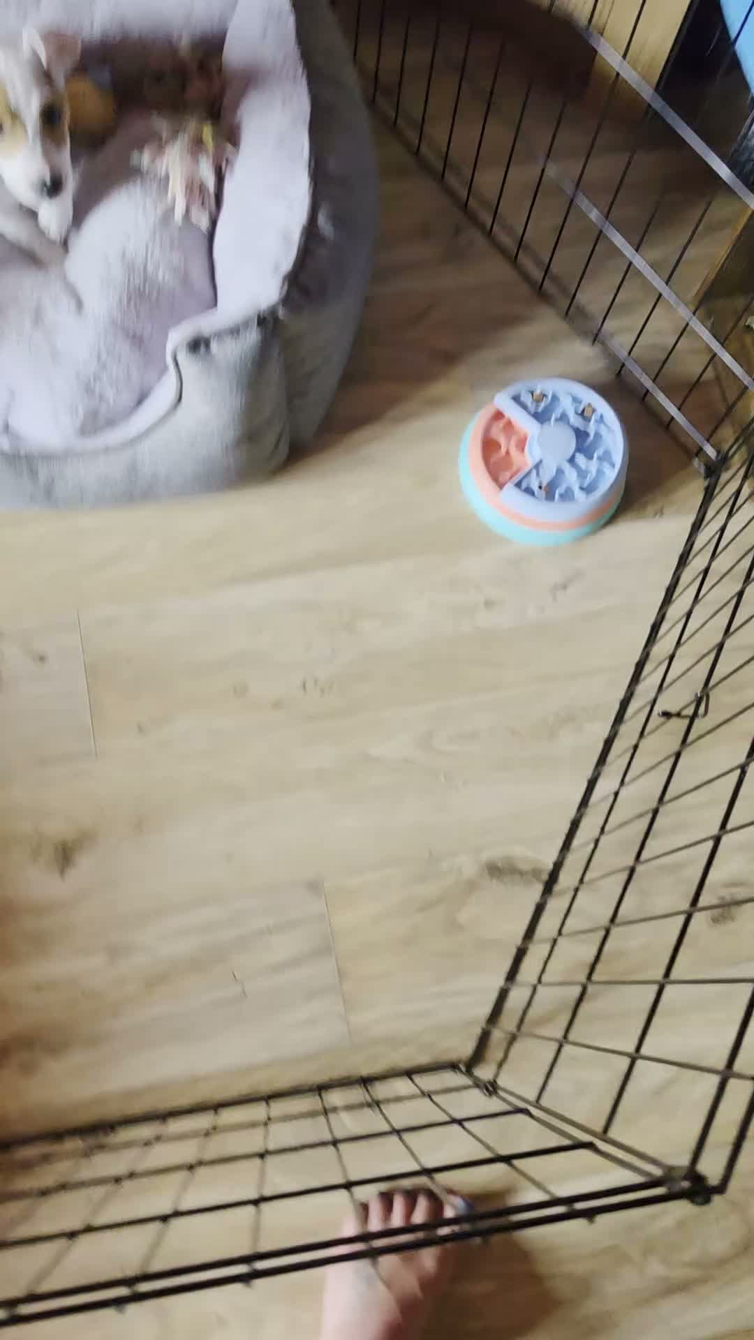 Jack Russell dogs for sale: Jack Russell bitch  in Burton-on-Trent - Video 2