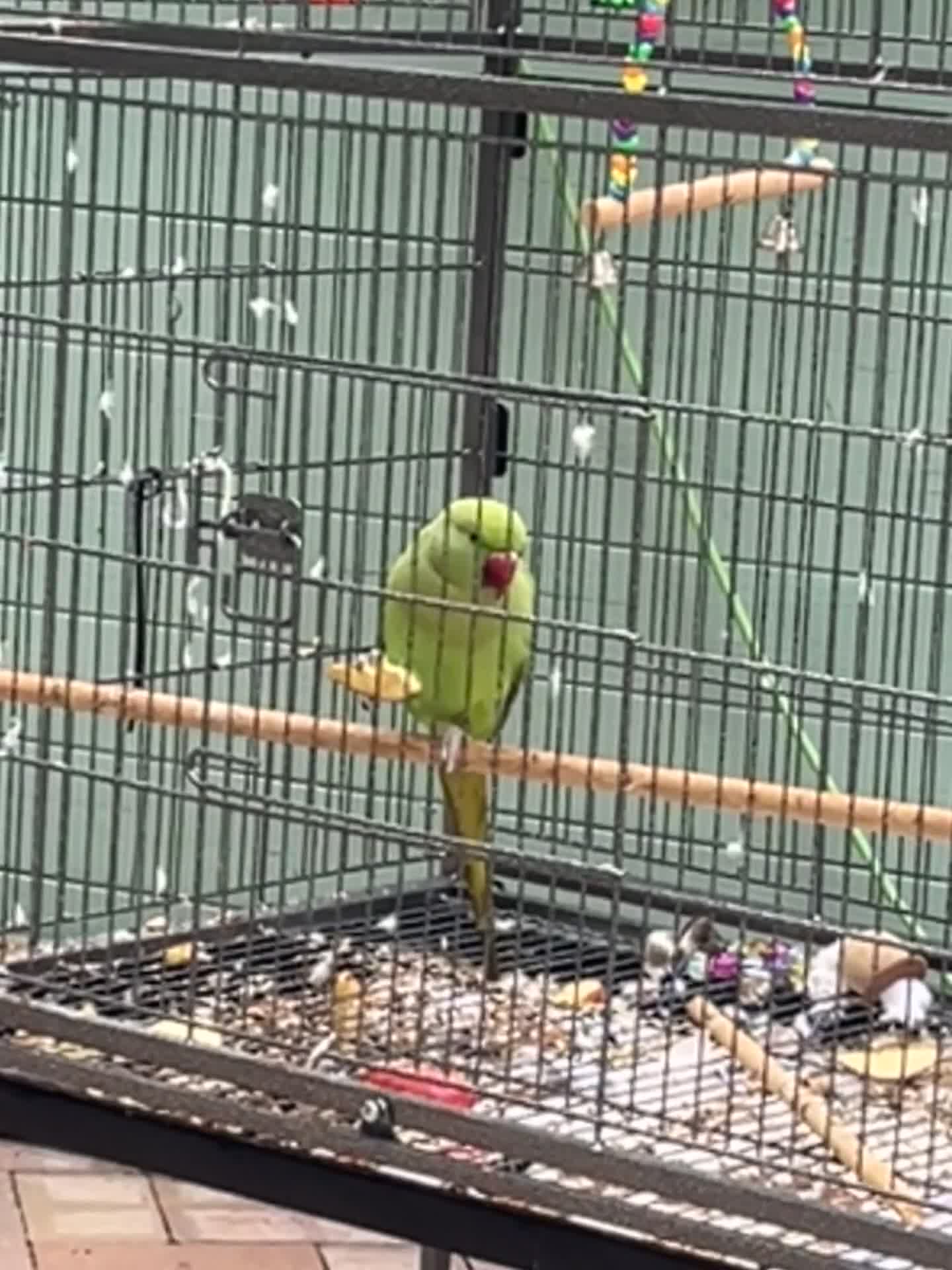 Finches birds for sale: Indian ring neck baby - Video 1