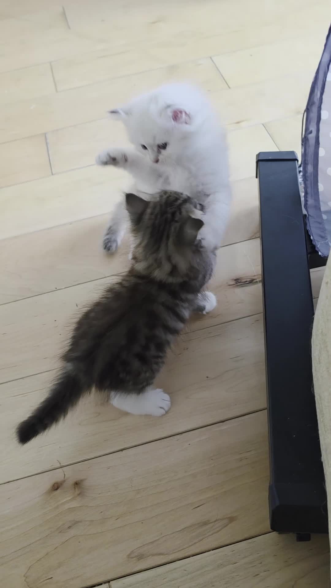 Siberian cats for sale: Pure gorgeous Siberian Kittens - Video 2