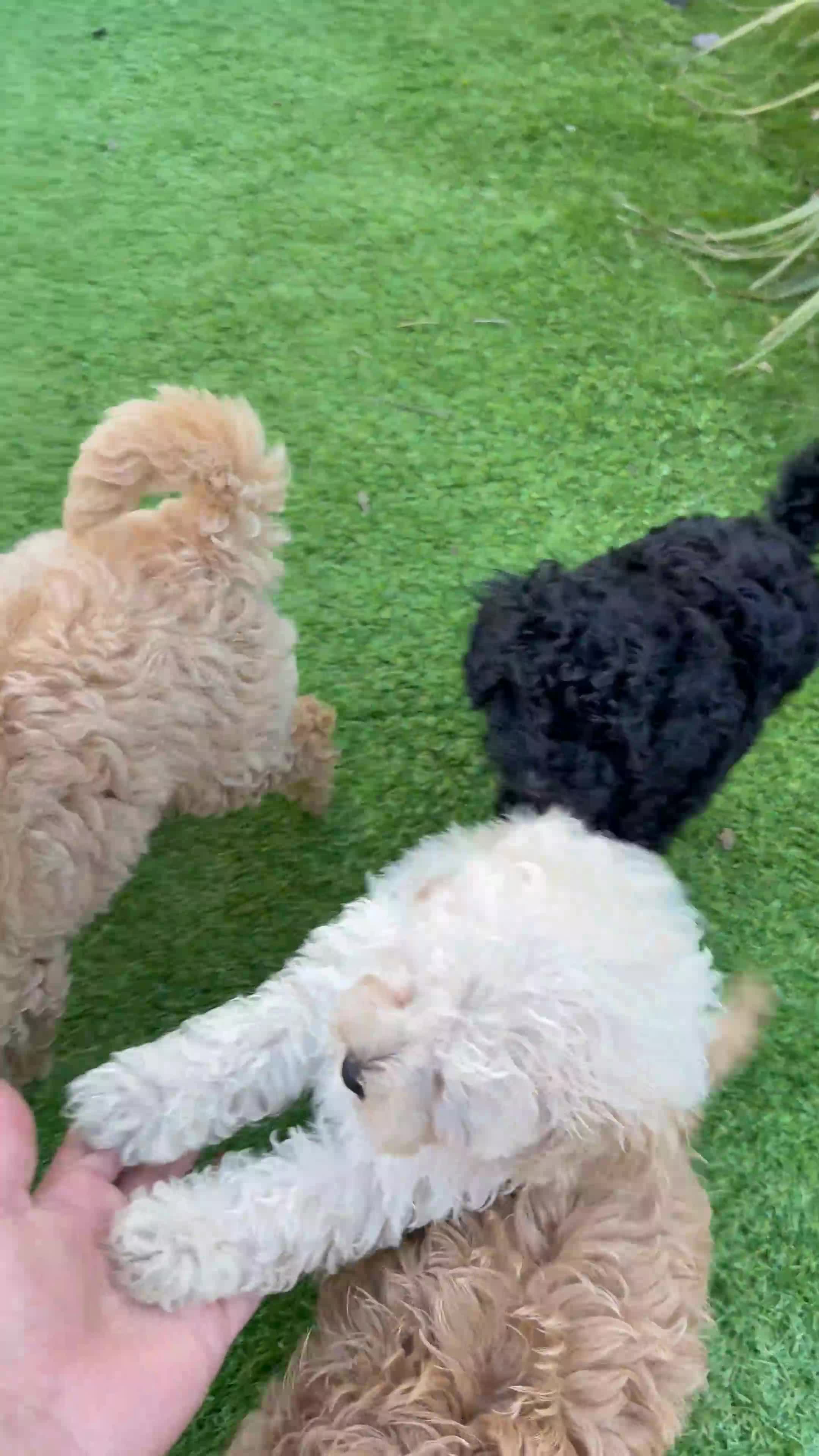 Toy Poodle dogs for sale: Four little gorgeous Toy Poodles - Video 1