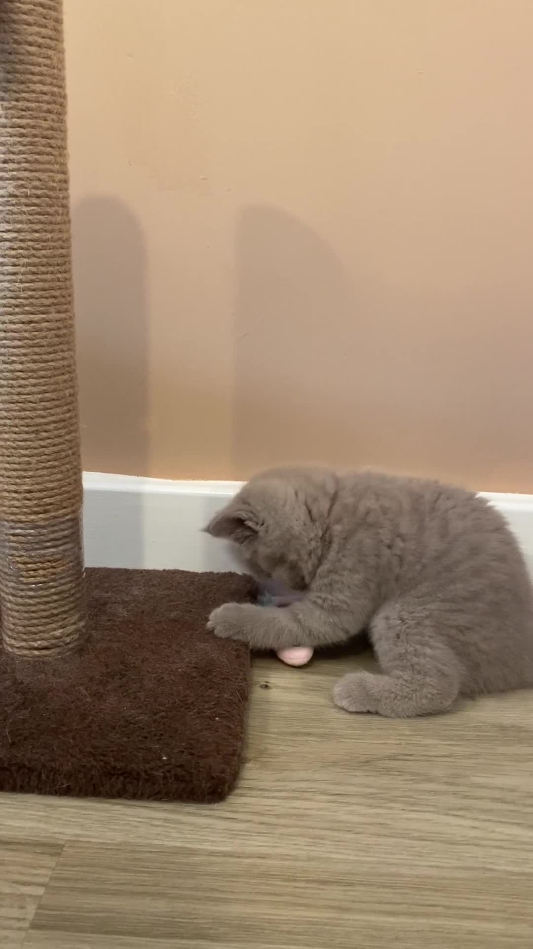 British Shorthair cats for sale: 💎 lilac British Shorthair kittens for reserve ✨ - Video 1