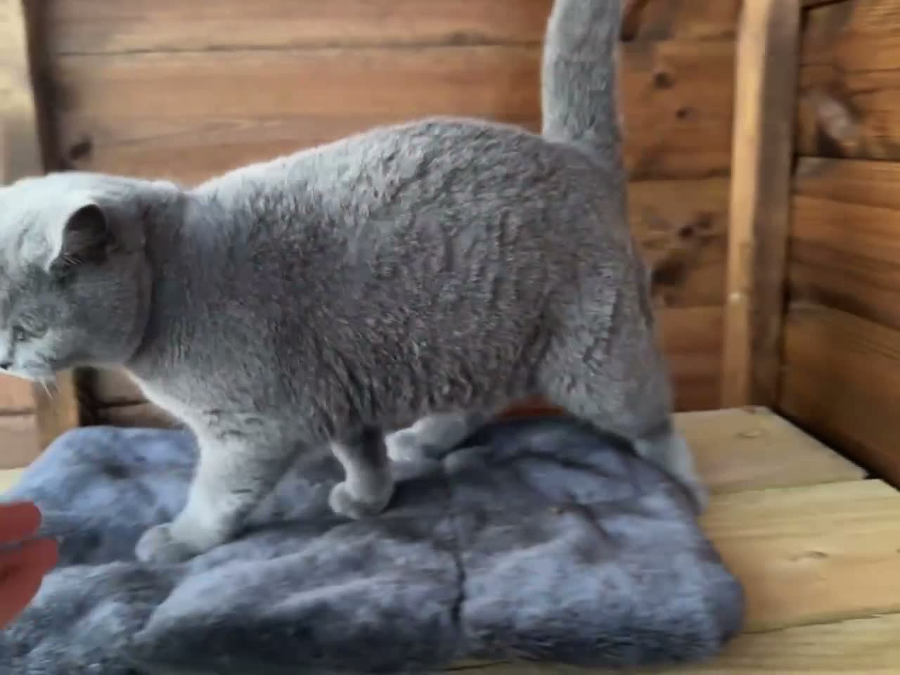 British Shorthair cats for sale: British Blue Female - Video 1